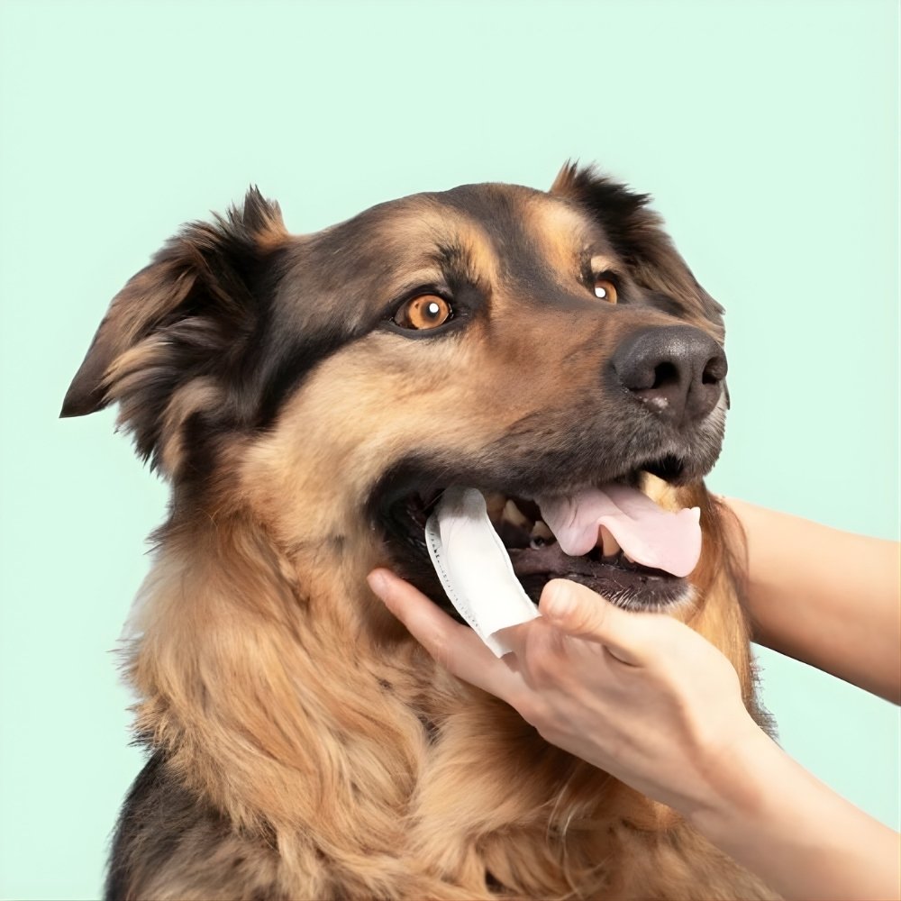 DentaFresh - Toallitas de Limpieza y Protección Dental para Perros