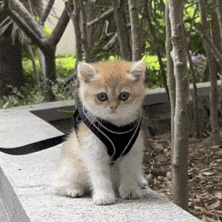 ARNÉSFLEX - Arnés ajustable para paseos para gatos